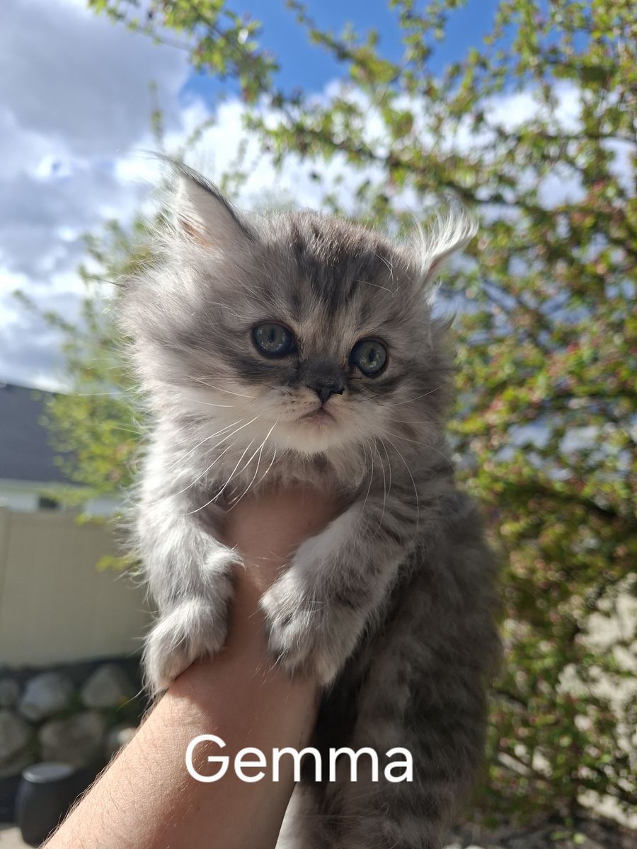 Persian Bombay kittens