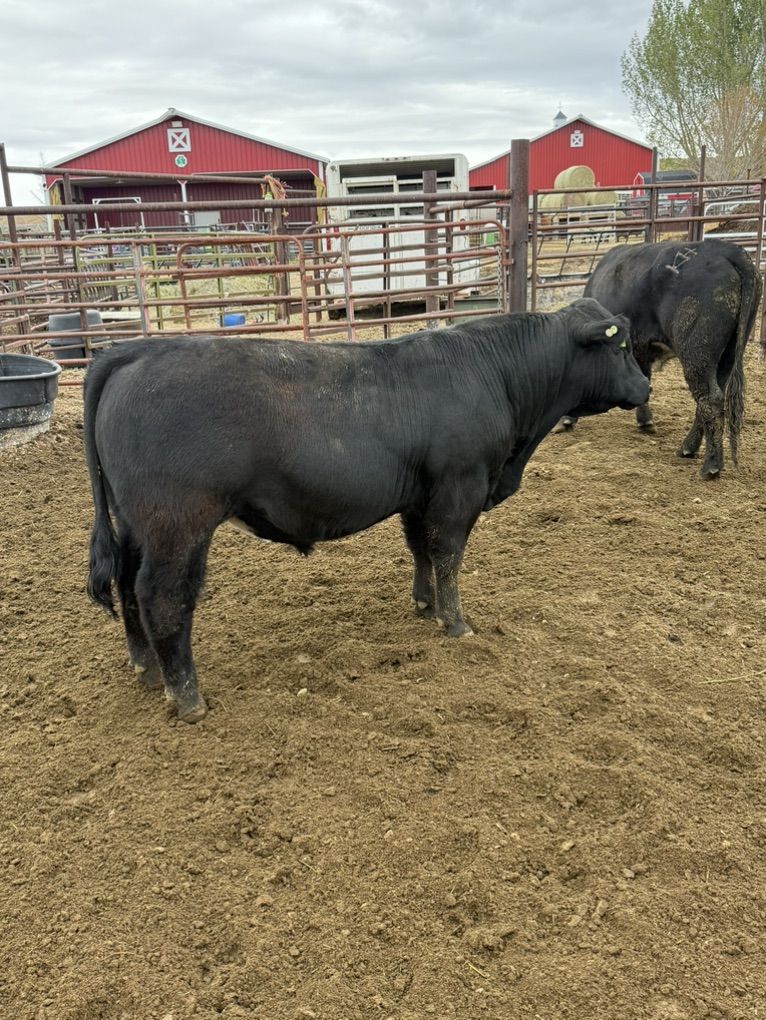 Angus Maine X Bull For Sale