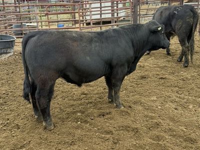 Angus Maine X Bull For Sale