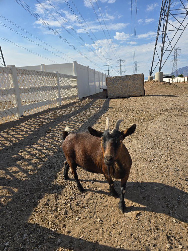 Nigerian dwarf doe 3 years old