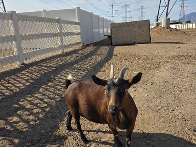 Nigerian dwarf doe 3 years old