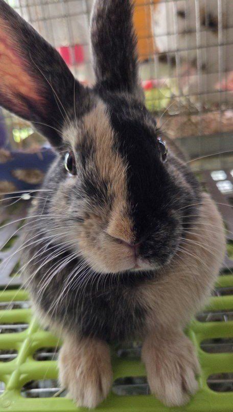 Japanese Harlequin Bunny Rabbit Junior Buck