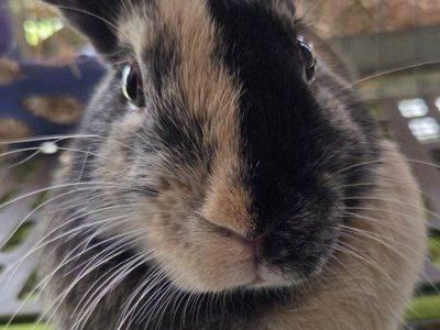 Japanese Harlequin Bunny Rabbit Junior Buck