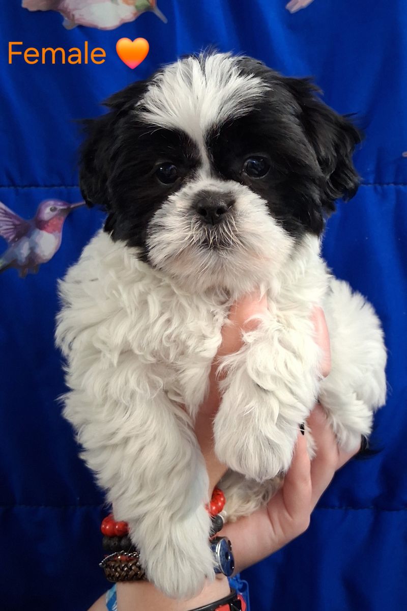 Purebred Shih Tzu puppies female & Male