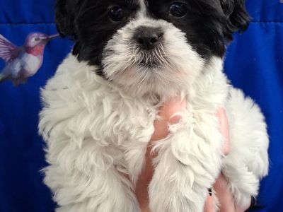 Purebred Shih Tzu puppies female & Male