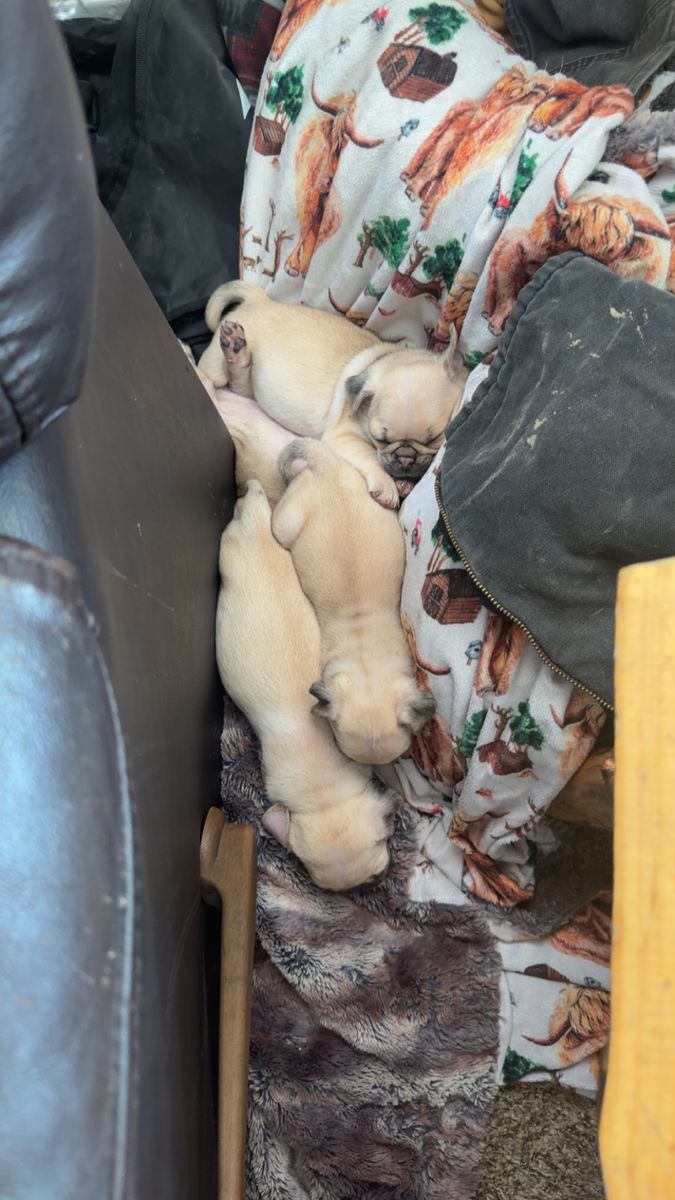 Pug puppys for sale!!!!