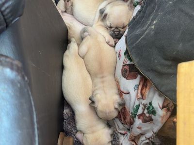Pug puppys for sale!!!!