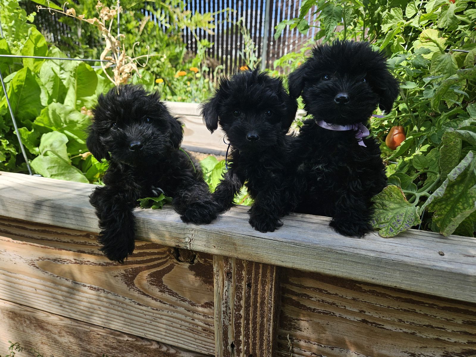 Yorkie / poodle (Yorkiepoo)