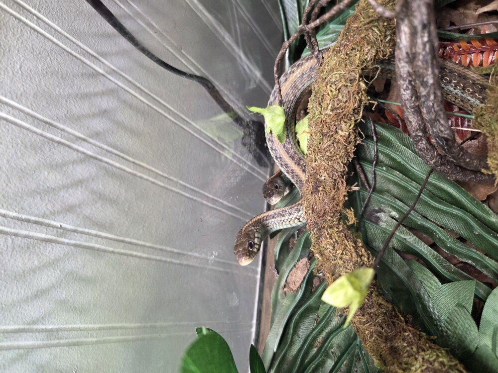 3 Adult Garter Snakes-bonded