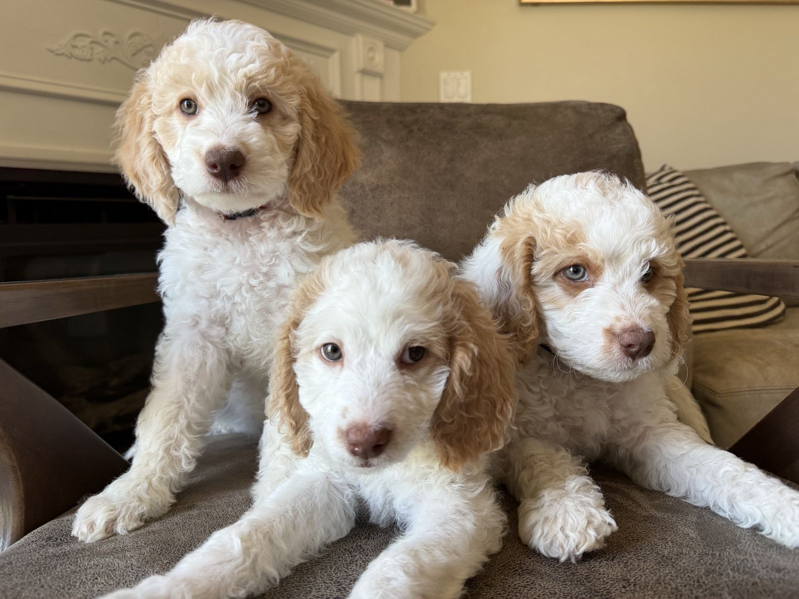 Beautiful Goldendoodle Puppies