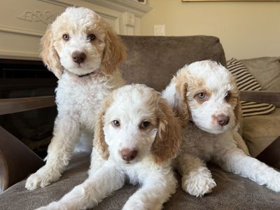 Beautiful Goldendoodle Puppies