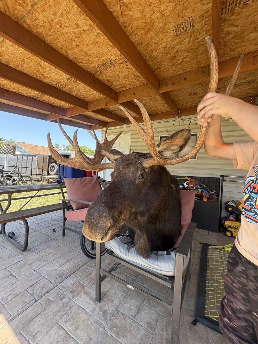 Great moose head