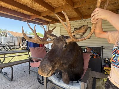 Great moose head