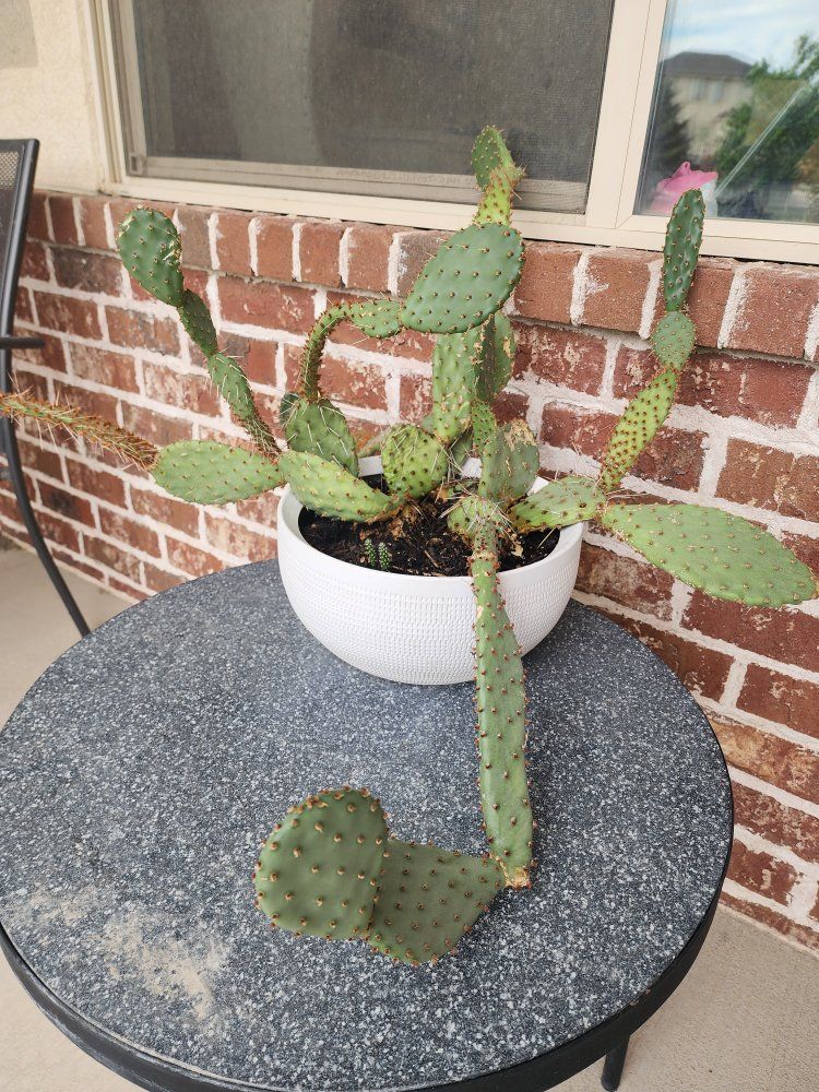 Large Prickly Pear Cactus  Live Opuntia Species