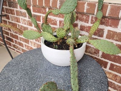 Large Prickly Pear Cactus Live Opuntia Species