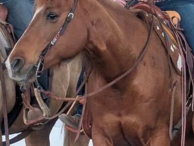 6 horses AQHA