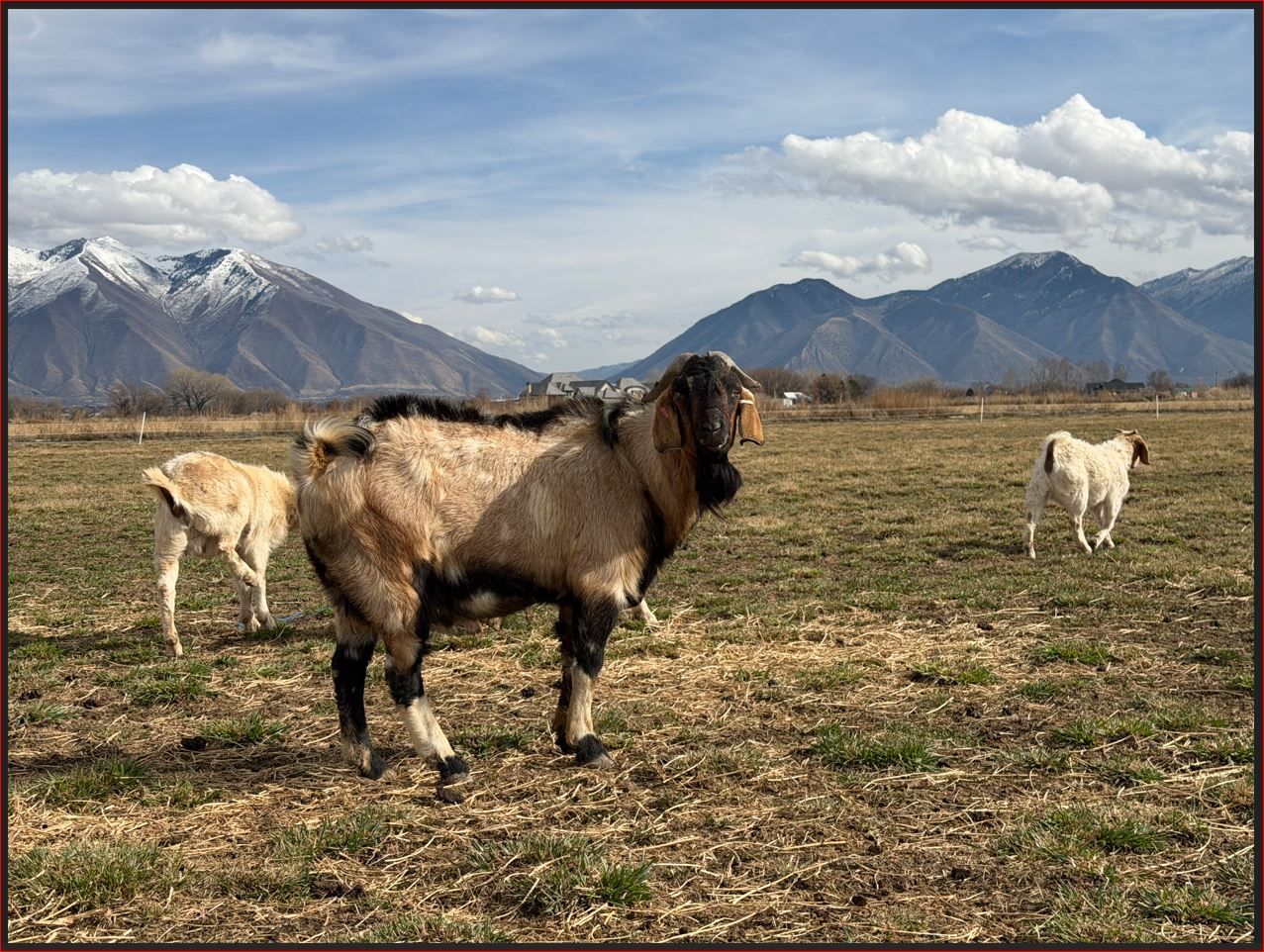 Full Boer Dapple Goat Buck Billies Stud or For Sale