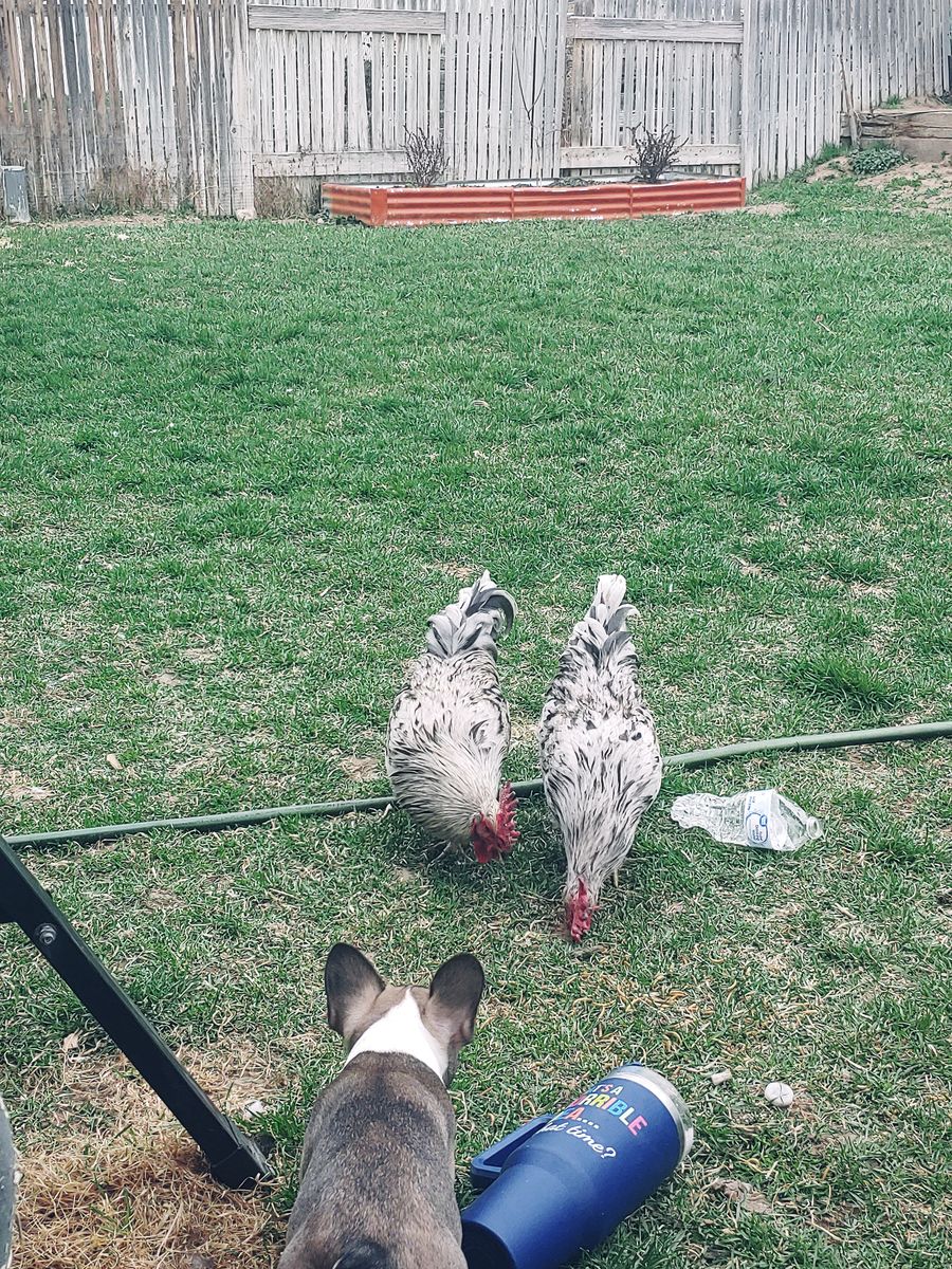 Silverrudd Rooster(Isbar)