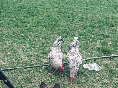 Silverrudd Rooster(Isbar)