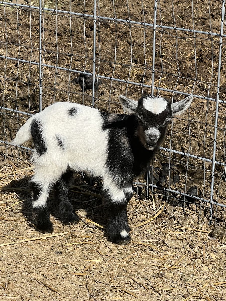 Nigerian dwarf bucklings