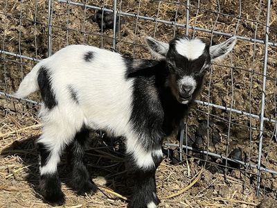 Nigerian dwarf bucklings