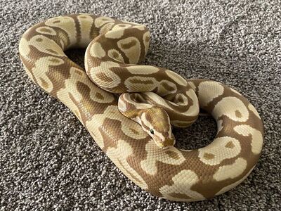 Ball Python