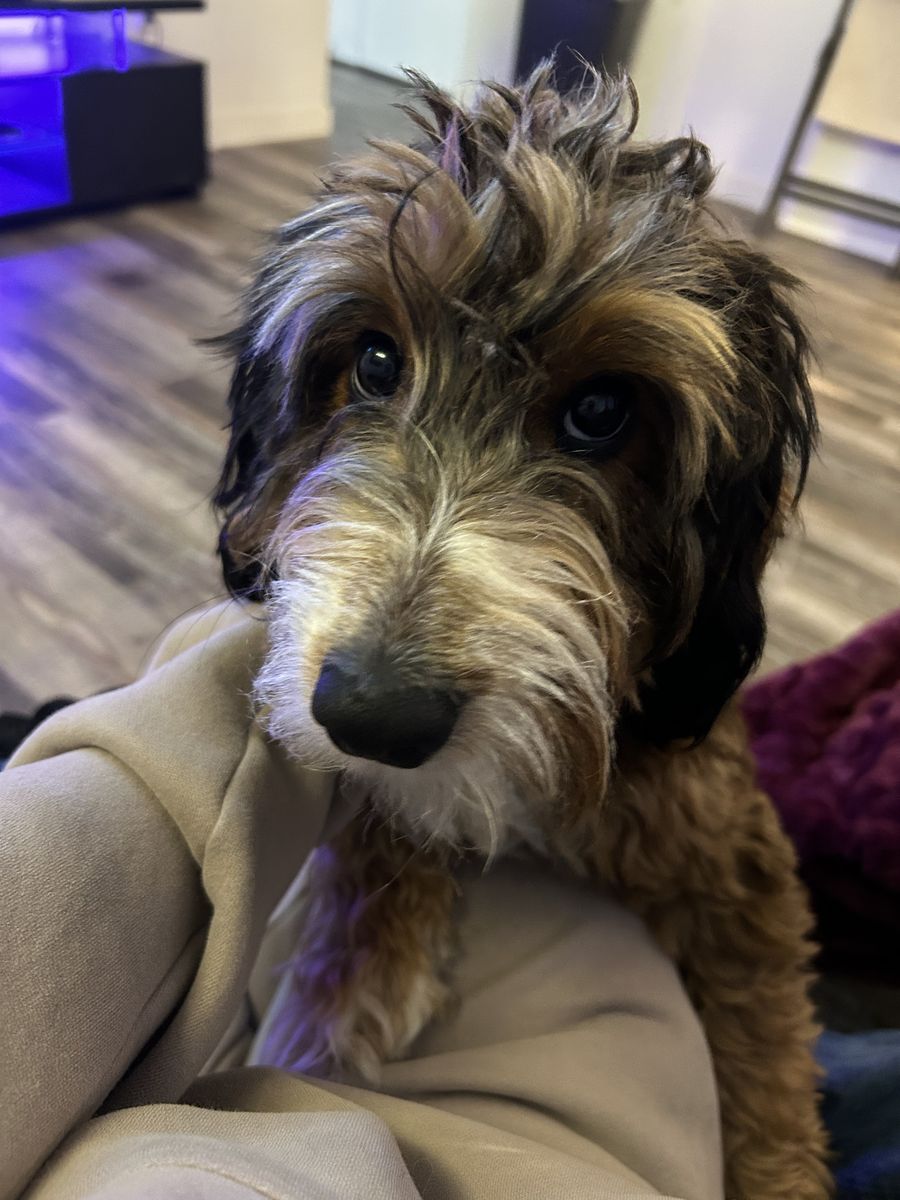 Bodrder Doodle Puppy