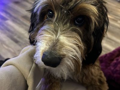 Bodrder Doodle Puppy