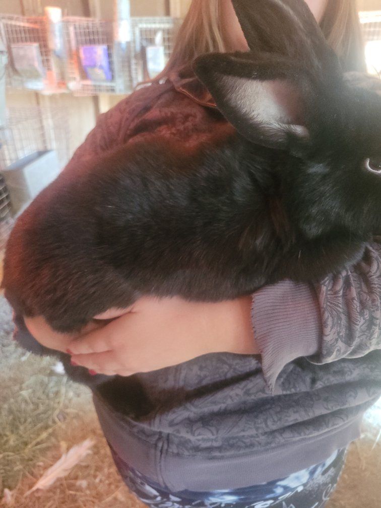 flemish giant