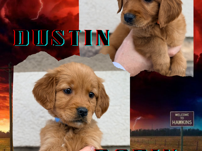 AKC Purebred Red Golden Retriever Puppies