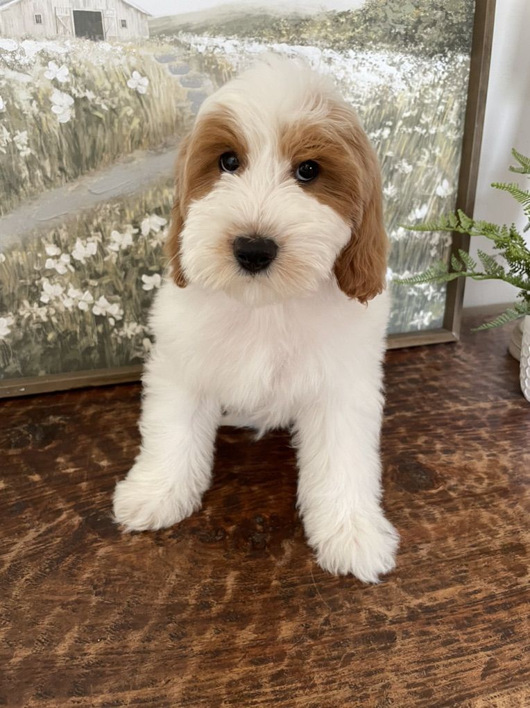 Sale!!!  Reduced Price!! Mini Goldendoodle Boy