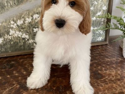 Sale!!! Reduced Price!! Mini Goldendoodle Boy