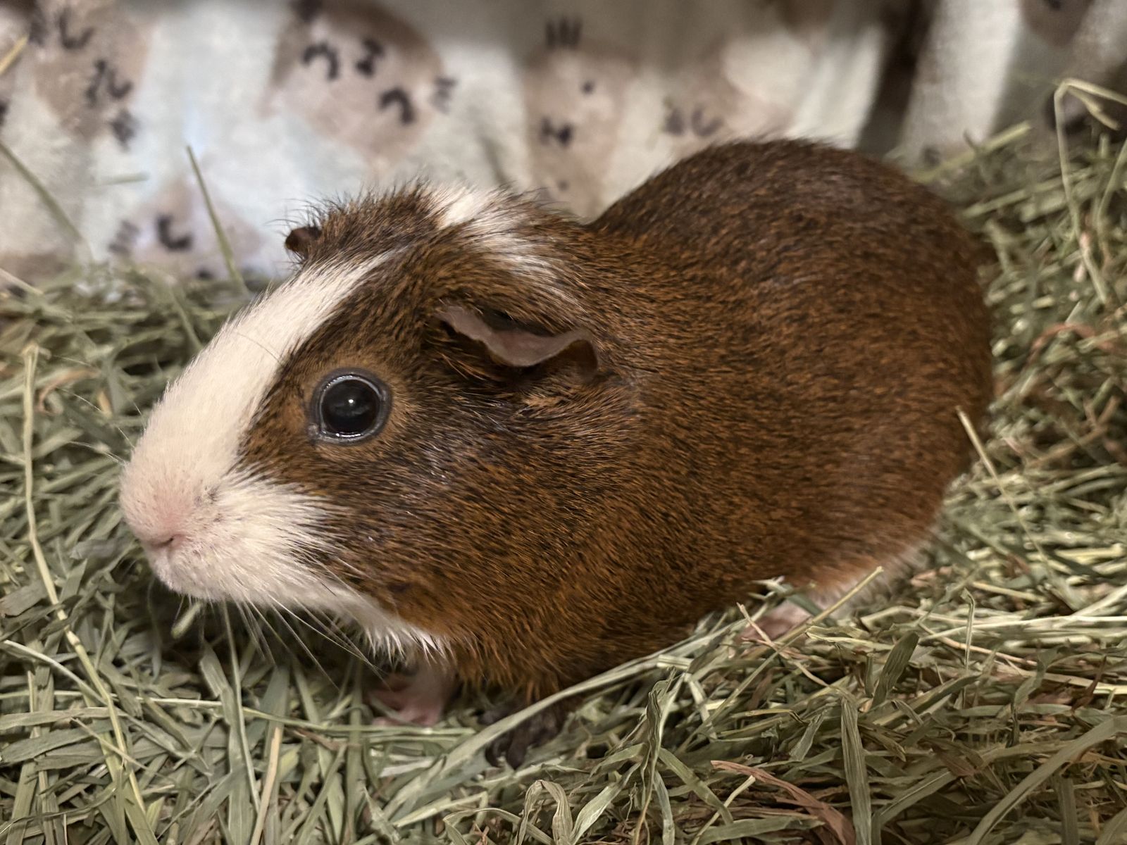 $15, Guinea Pig