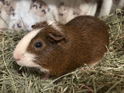 $15, Guinea Pig