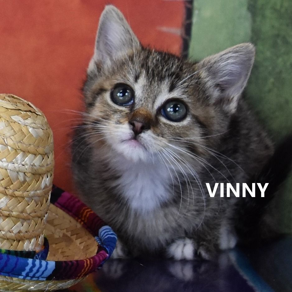 Hello my name is Vinny