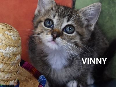 Hello my name is Vinny