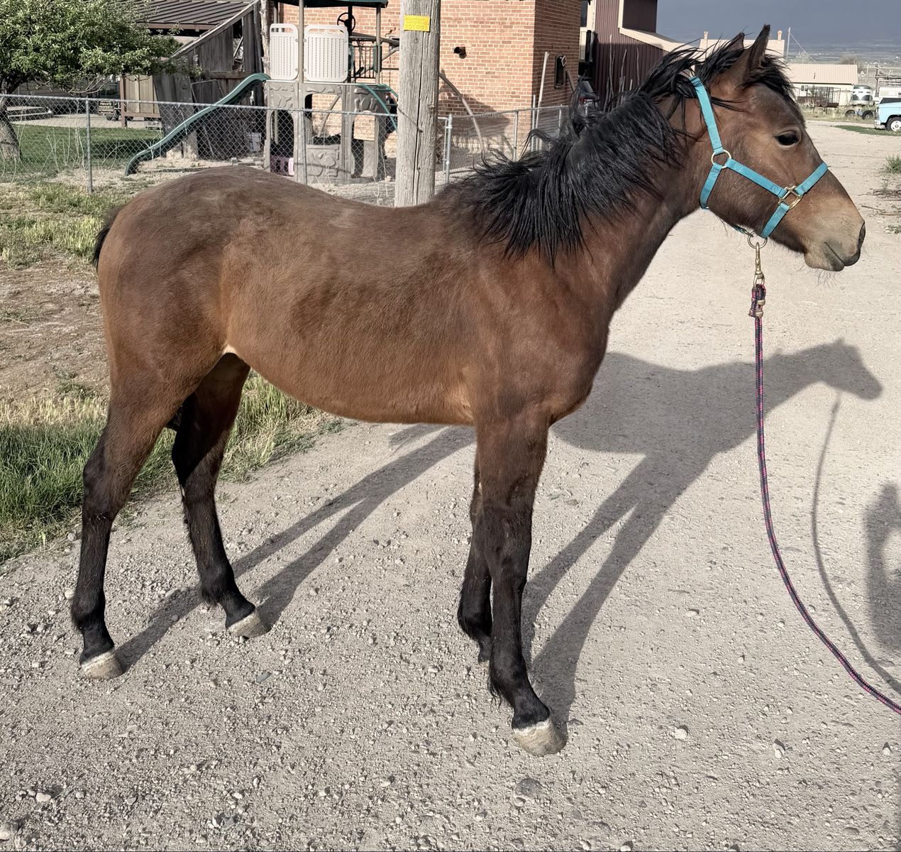 1/4 Draft Yearling Filly