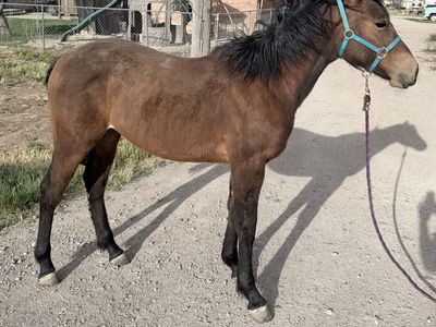 1/4 Draft Yearling Filly