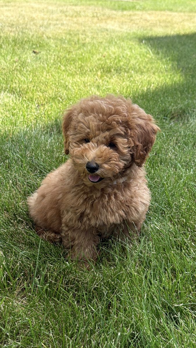 Sweetest Most Adorable Red Maltipoo Toy Poodle mix