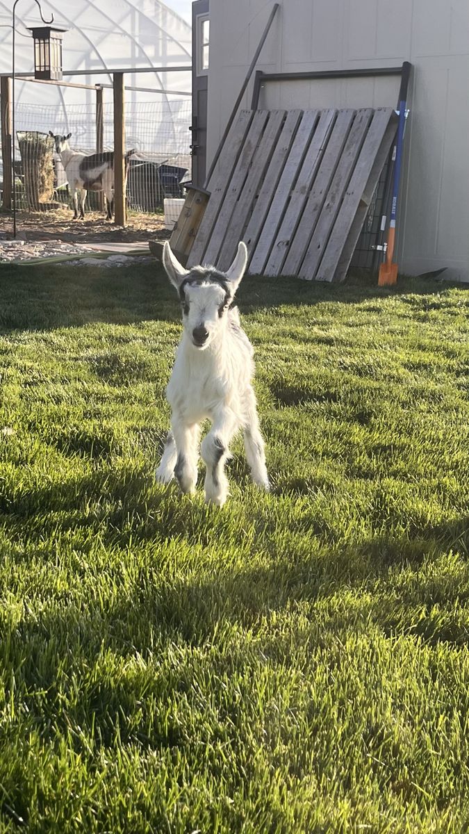 French Alpine Buckling