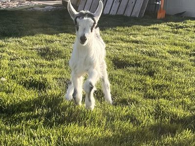 French Alpine Buckling