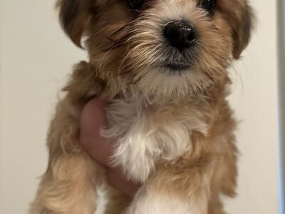 Morkie Puppies maltese Yorkie