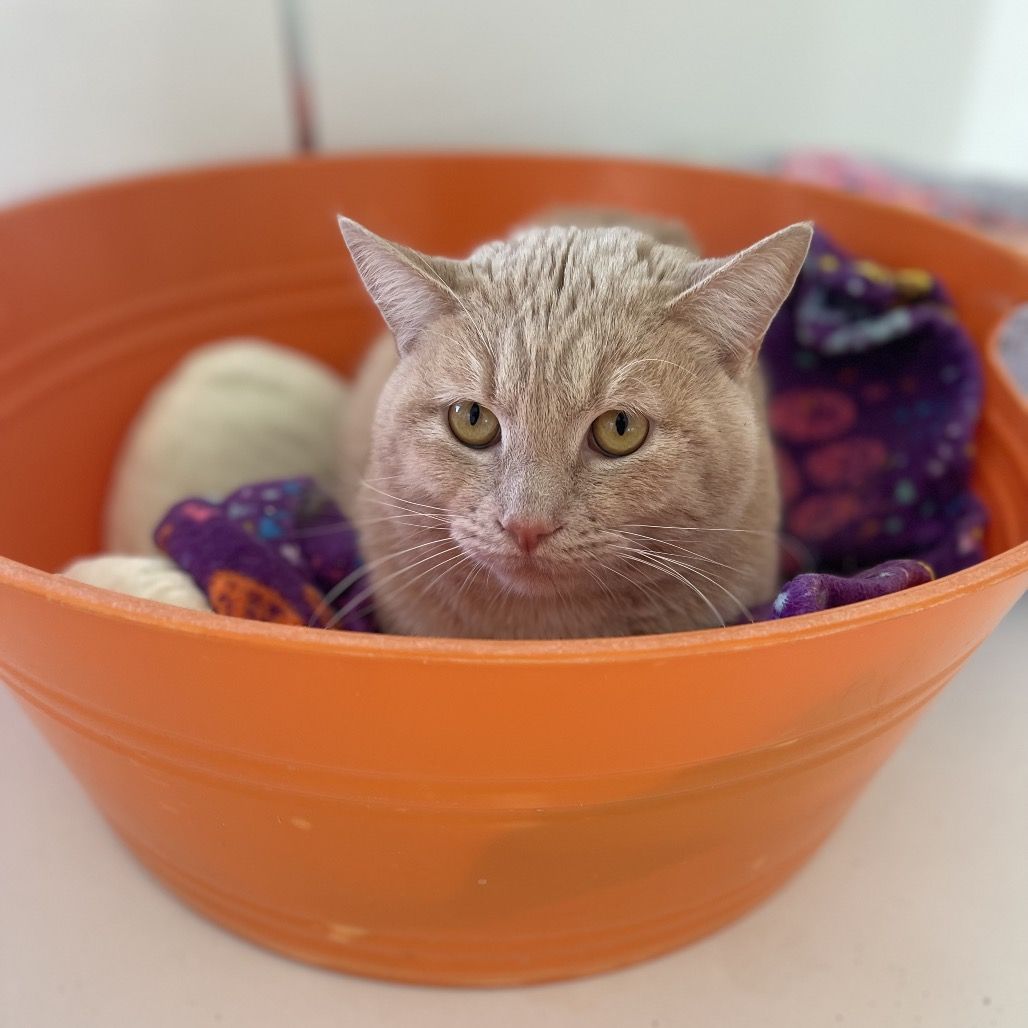 Hello my name is Tripp