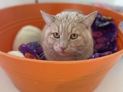 Hello my name is Tripp