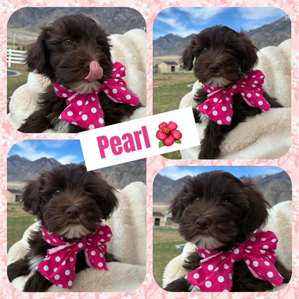 Adorable Whoodle  Puppies - Ready for Their Forever Homes!