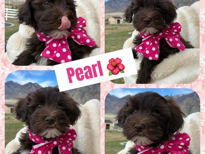 Adorable Whoodle Puppies - Ready for Their Forever Homes!
