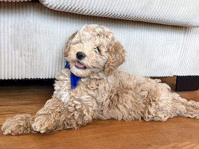 1 Mini Goldendoodles 11 week old like cavapoo cockapoo golden retriever poodle labradoodle cocker spaniel king charles cavalier