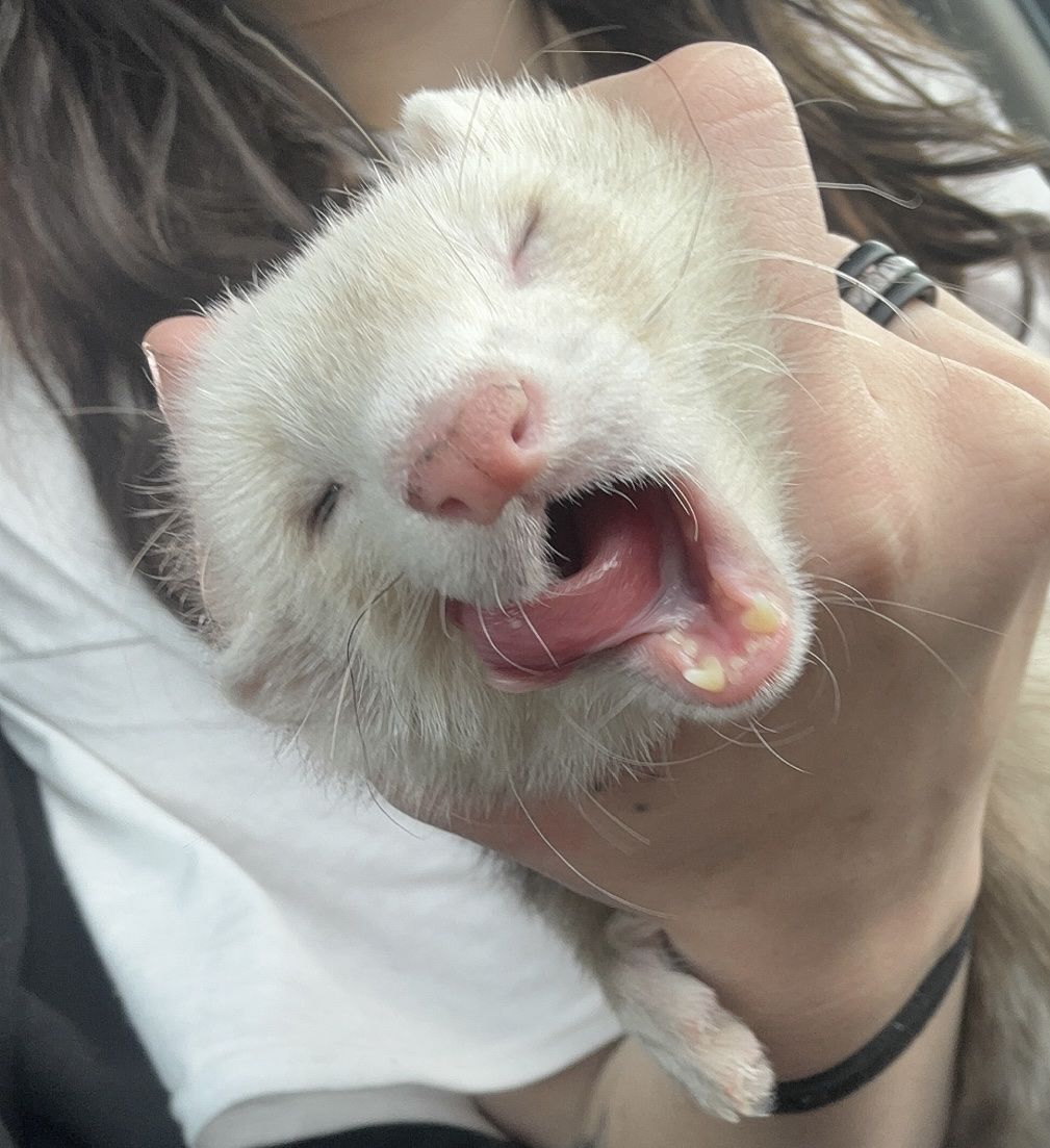 Ferret