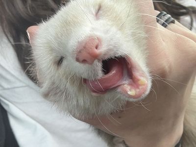 Ferret