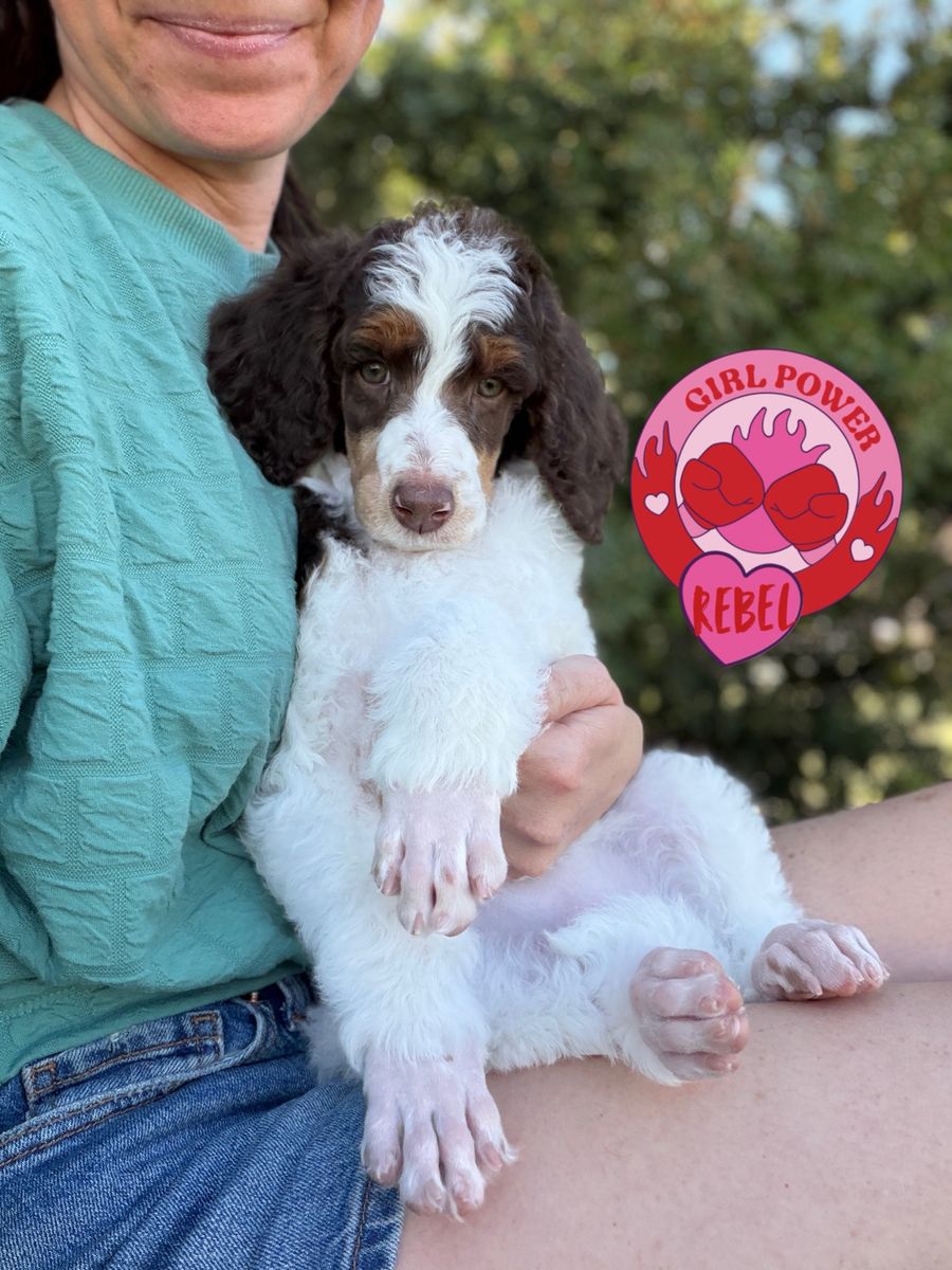 AKC Standard Poodles